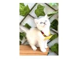 DİŞİ  BİBLO BRİTİSH BEBE - 5