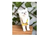 DİŞİ  BİBLO BRİTİSH BEBE - 4