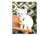DİŞİ BİBLO BRİTİSH BEBE - British Shorthair