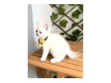 DİŞİ  BİBLO BRİTİSH BEBE - 2