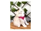 BAL SURAT MAVİŞİM ERKEK BRİTİSH - British Shorthair