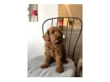 Birbirinden Güzel Toy Poodle Bebeklerimiz - Köpek