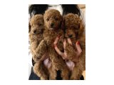 Birbirinden Güzel Toy Poodle Bebeklerimiz - 2