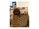 Birbirinden Güzel Toy Poodle Bebeklerimiz - 3