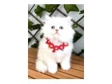 MANKEN OĞLUMUZ BONCUK KARBEYAZIMIZ - British Shorthair
