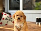 Orjinal Maltipoo Bebeklerimiz - 4