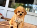Orjinal Maltipoo Bebeklerimiz - 2