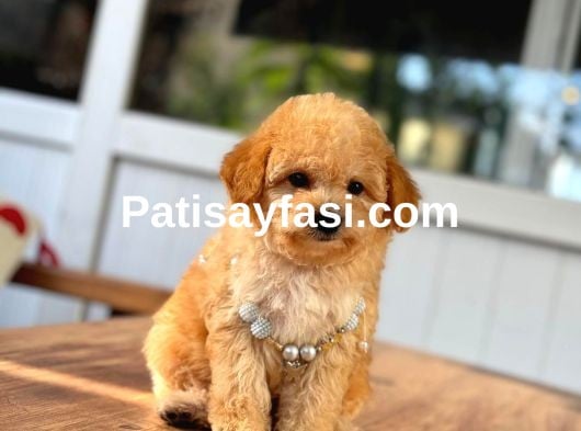 Orjinal Maltipoo Bebeklerimiz
