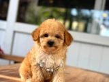 Orjinal Maltipoo Bebeklerimiz - 3