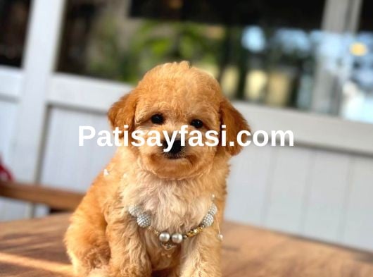 Orjinal Maltipoo Bebeklerimiz