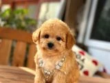 Orjinal Maltipoo Bebeklerimiz
