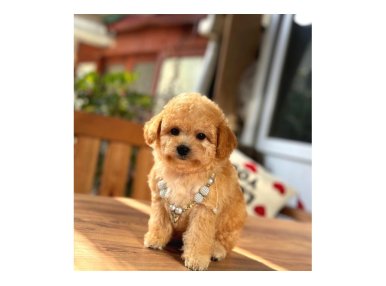 Orjinal Maltipoo Bebeklerimiz