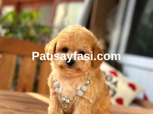 Orjinal Maltipoo Bebeklerimiz