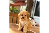 Orjinal Maltipoo Bebeklerimiz