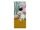 PAMUK YAVRULARIM TESLİME HAZIR - British Shorthair