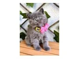 EV ORTAMINDAN DİŞİ BRİTİSH SHORTHAİR BEBEK SURAT - British Shorthair