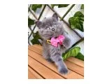 EV ORTAMINDAN DİŞİ BRİTİSH SHORTHAİR BEBEK SURAT - 4
