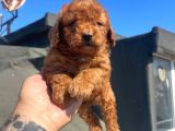 Toy Poodle Bebeklerimiz