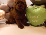 Toy poodle Yavrularımız