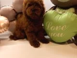 Toy poodle Yavrularımız - 4