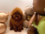 Toy poodle Yavrularımız