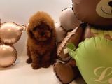 Toy poodle Yavrularımız