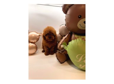 Toy poodle Yavrularımız