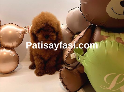 Toy poodle Yavrularımız