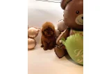 Sahibinden Yeni Yuvasını Bekleyen Toy Poodle Yavruları