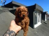 Toy Poodle Bebeklerimiz - 3