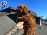 Toy Poodle Bebeklerimiz