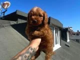 Toy Poodle Bebeklerimiz