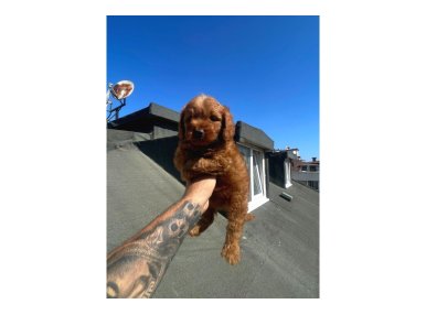 Toy Poodle Bebeklerimiz