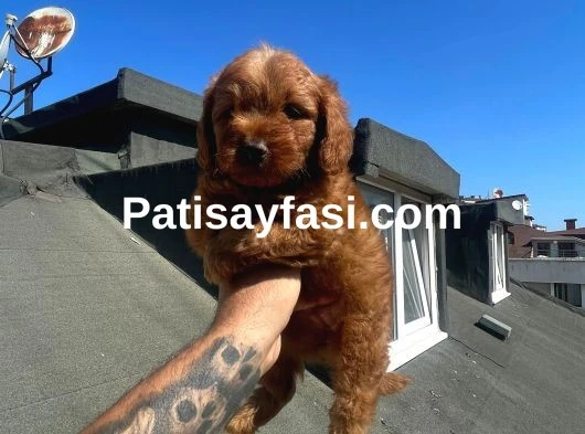 Toy Poodle