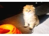 Muhteşem kan ve güzellikte yavrularımız. Irk ve sağlık garantili - British Longhair