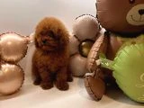 Toy poodle Yavrularımız - 2