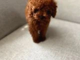 Poodle Yavrular - 3
