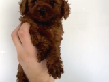 Orjinal Toy Poodle Bebeğimiz