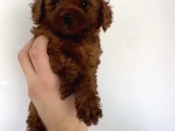 Orjinal Toy Poodle Bebeğimiz - 4