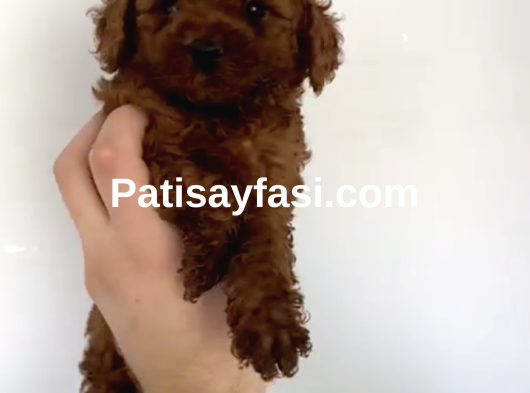 Orjinal Toy Poodle Bebeğimiz