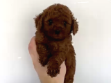 Orjinal Toy Poodle Bebeğimiz