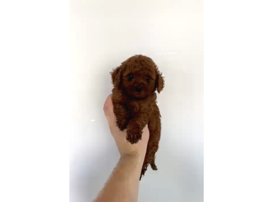 Orjinal Toy Poodle Bebeğimiz