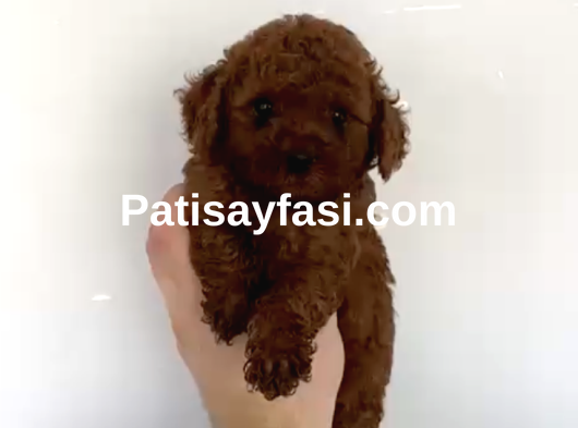 Orjinal Toy Poodle Bebeğimiz