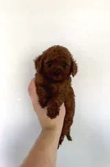 Anne ve Babası Çiftlikte Görülebilen Toy Poodle Yavruları