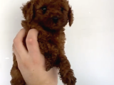 Orjinal Toy Poodle Bebeğimiz