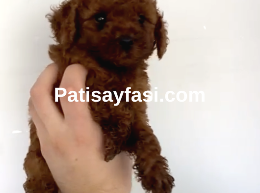 Orjinal Toy Poodle Bebeğimiz