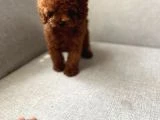 Poodle Yavrular - 2