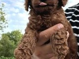 Orjinal Toy Poodle Bebeğimiz - 2