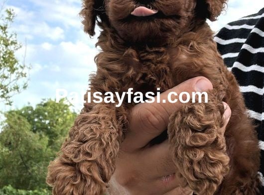 Orjinal Toy Poodle Bebeğimiz
