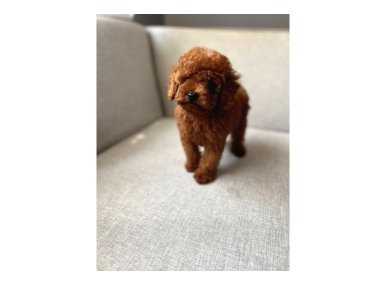 Poodle Yavrular